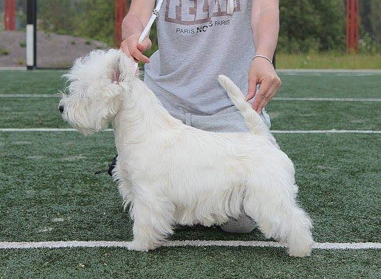 Uriah Heep Kom'guest | West Highland White Terrier 