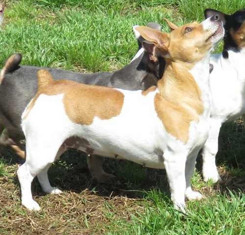 Aspen's Lil' Red Rodeo | Teddy Roosevelt Terrier 