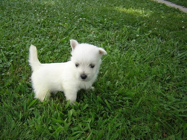 samson | West Highland White Terrier 