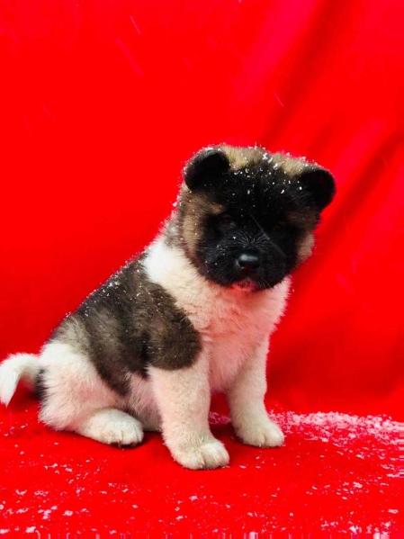 Big Honey Boy | Akita 