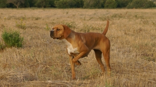 Alva da Costa D'Oiro | Portuguese Pointer 