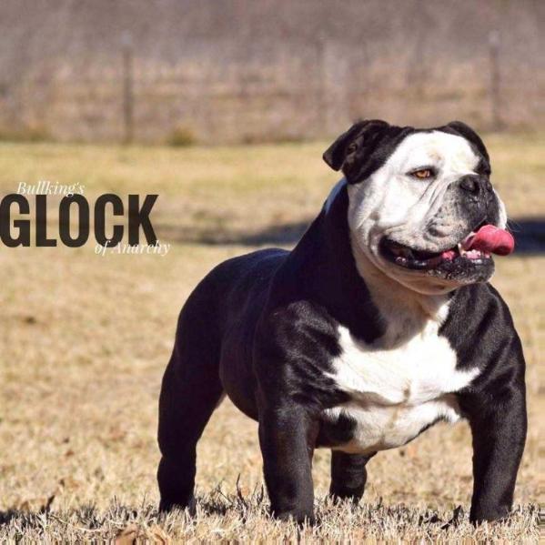 BullKing's Glock Of Anarchy | Olde English Bulldogge 