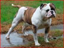 Reda's Juice | Olde English Bulldogge 