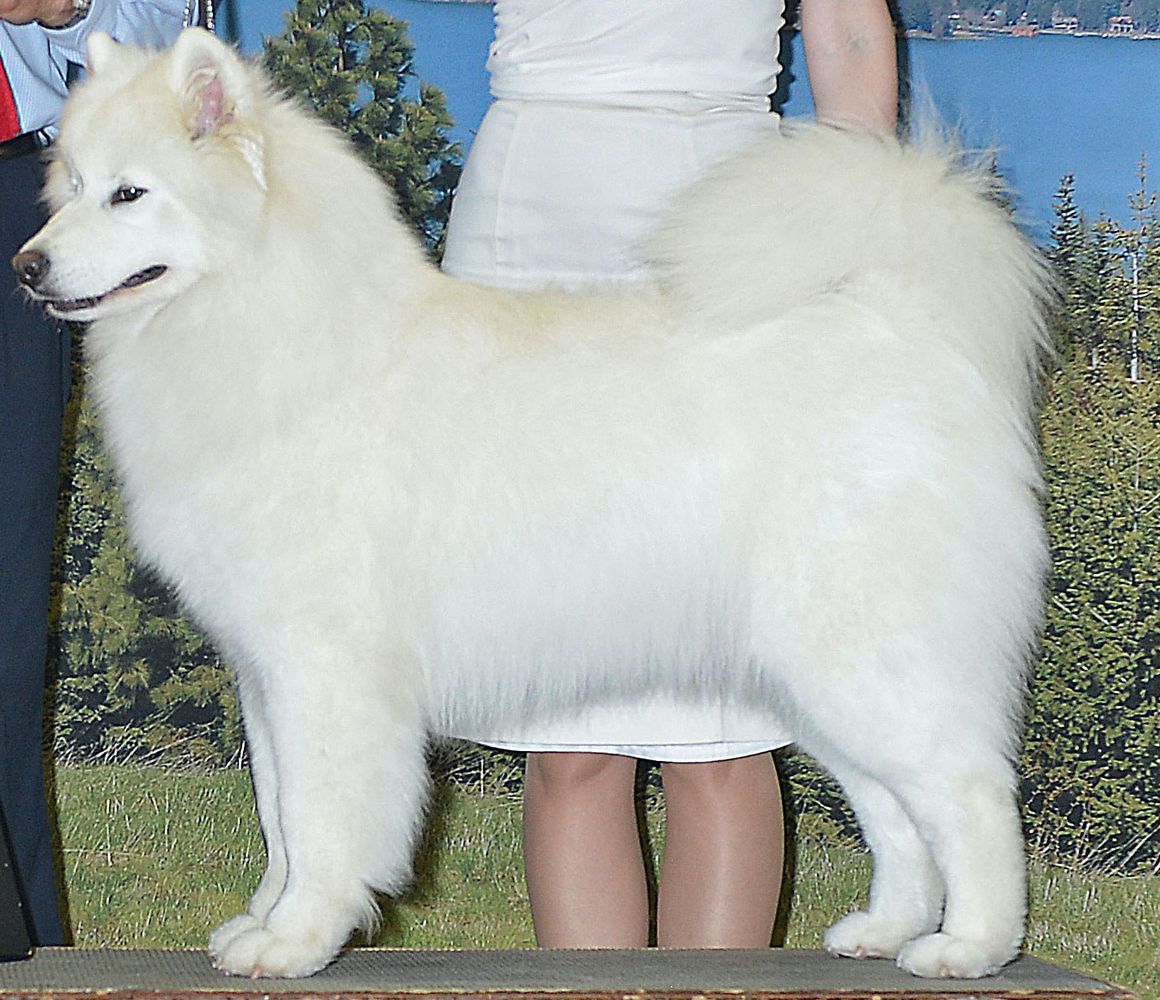 Cascade 'N Starstruck's Tawana For Myshkin | Samoyed 