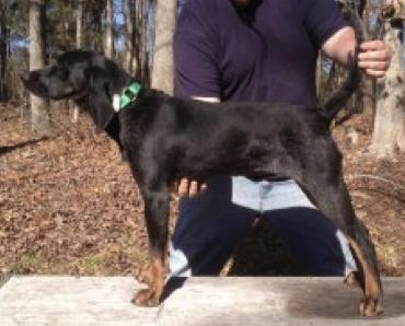 Wagner's So Blue Midnight Maggie | Bluetick Coonhound 