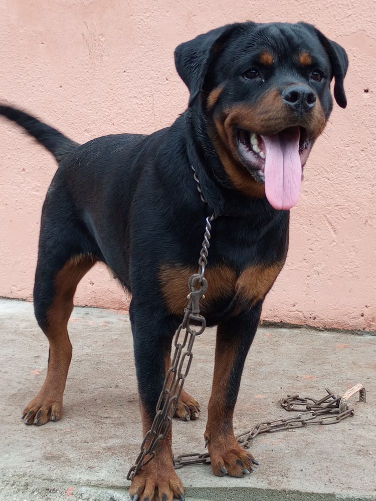 Creekline's Didi | Rottweiler 