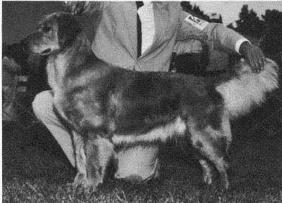 Synergold Goldwind Rhiannon | Golden Retriever 