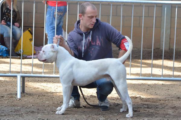 Prime Bulls Shico | American Bulldog 