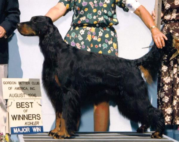 Hillock Orion Bright Star | Gordon Setter 