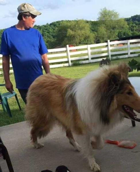 Londons Little Lady Sadie | Rough Collie 
