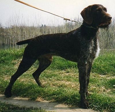 Zorro v. Hoper-Moor | German Wirehaired Pointer 