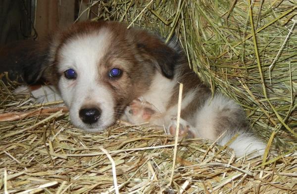 Naevia | Border Collie 