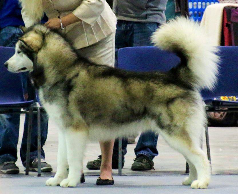 Kvarcas Vilnoja | Alaskan Malamute 