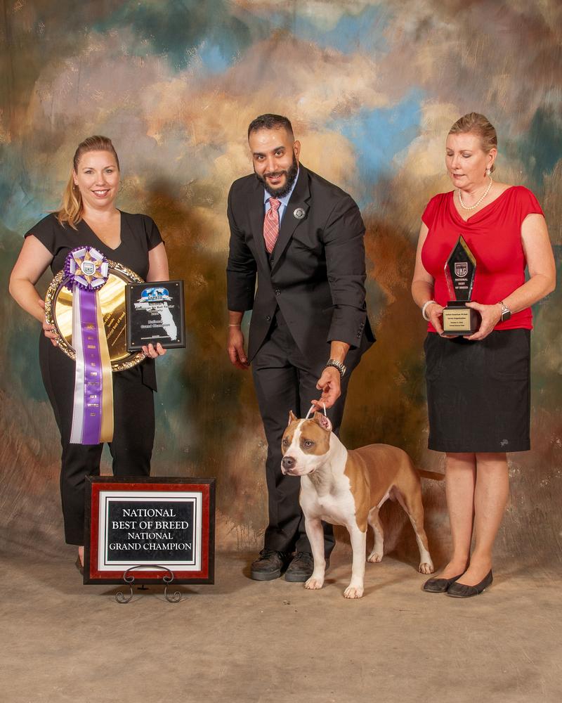 Morghem's Bullitt | American Pit Bull Terrier 