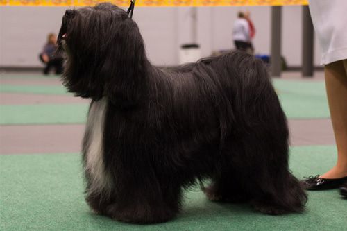 FALAMANDUS KNOCK-OUT | Tibetan Terrier 