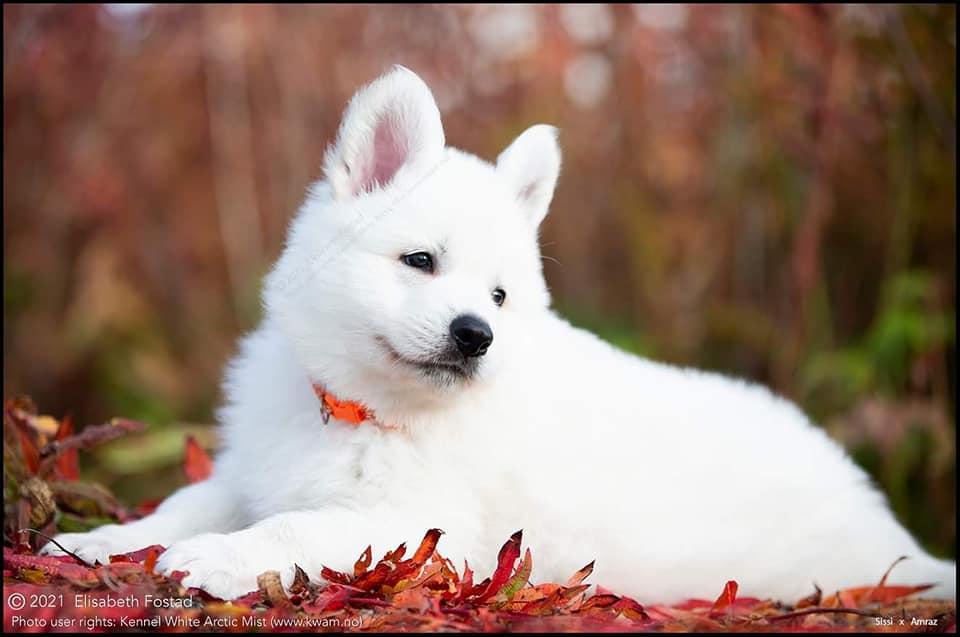 Ma-Teem av White Arctic Mist | White Swiss Shepherd Dog 