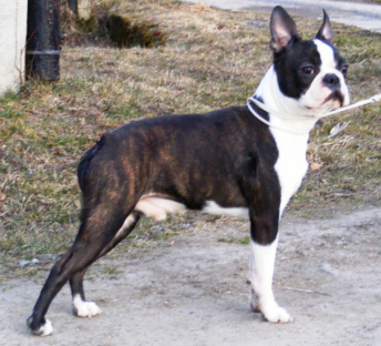 Perfect Princ Ewabo | Boston Terrier 