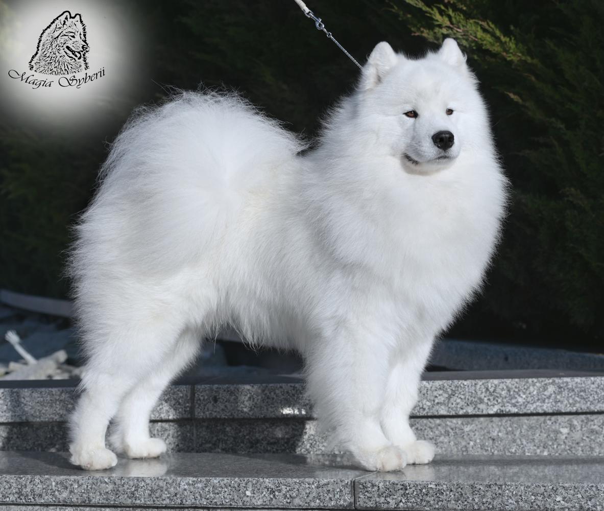 RAGNAR Magia Syberii | Samoyed 