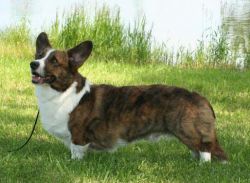 Yardican Cardiridge Weli Welho | Cardigan Welsh Corgi 