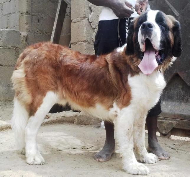 Tyberio | Saint Bernard 