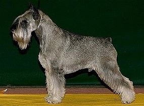 Hosszubereki-Csaszar Gamma | Standard Schnauzer 