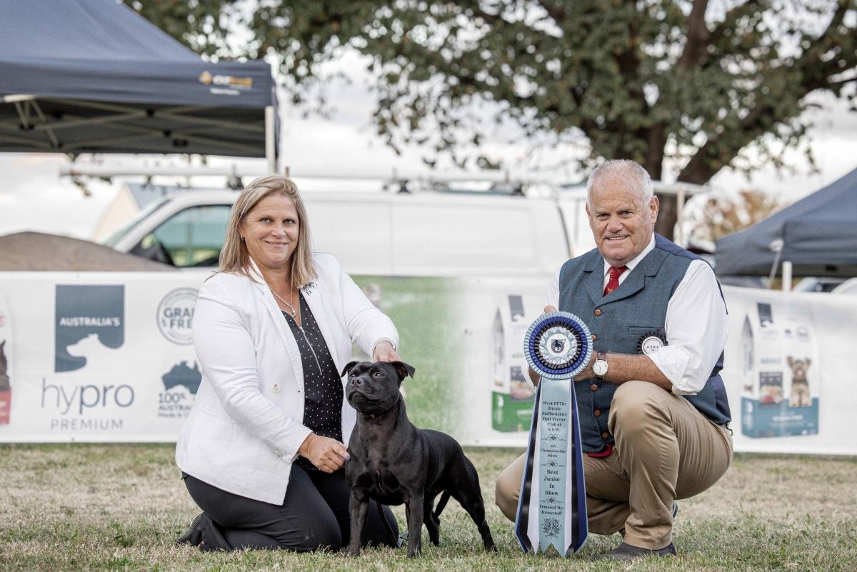 Kabere Faith Trust N Angeldust | Staffordshire Bull Terrier 