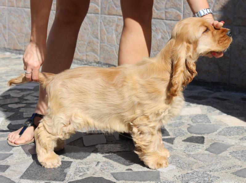 Identity Schonez | English Cocker Spaniel 