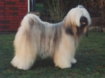 SCHANTI'S NEMO LAMLEH | Tibetan Terrier 