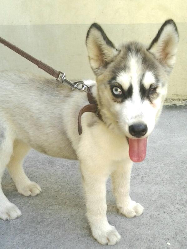 Bernize of Divine Grace | Siberian Husky 