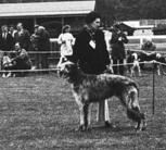 Dufault Kilchoan | Scottish Deerhound 