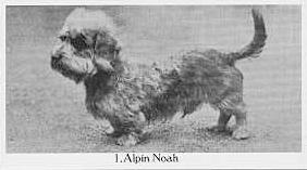 Alpin Noah | Dandie Dinmont Terrier 