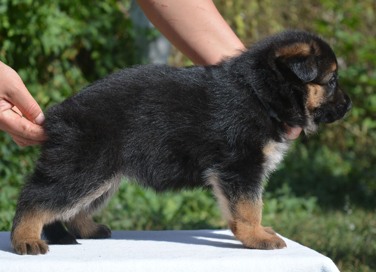 Opra Ruf des Altes | German Shepherd Dog 