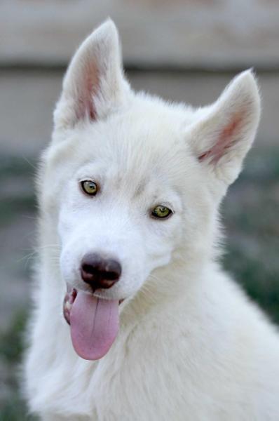 Aleph the Whole Universe | Siberian Husky 