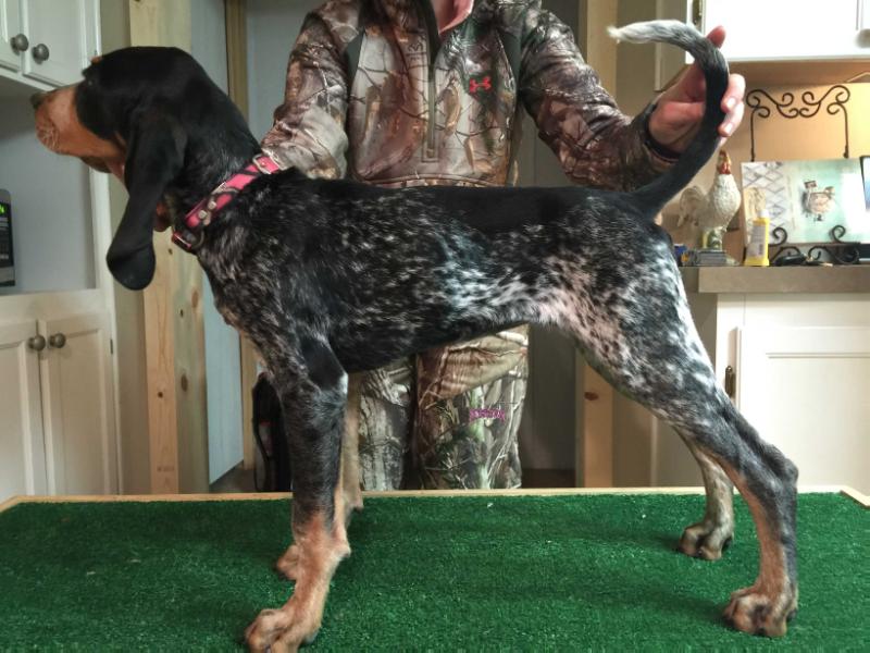 Heritage Bahama Mama | Bluetick Coonhound 