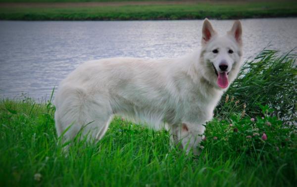 FANGORN Lohrien | White Swiss Shepherd Dog 