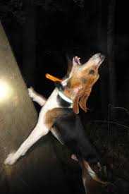Insane Frosted Train | Treeing Walker Coonhound 