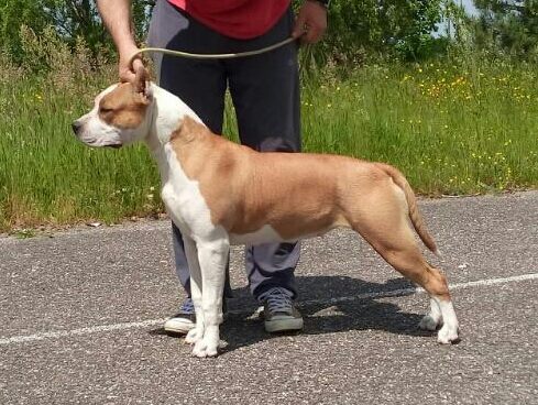 Granada First Lady | American Staffordshire Terrier 