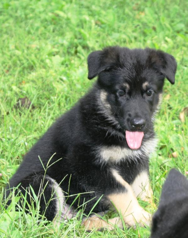 Gemma von der Rennbahn | German Shepherd Dog 