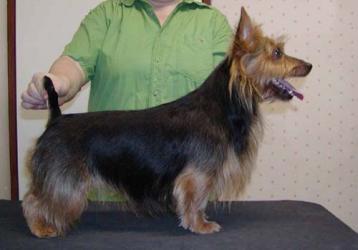 Akiba'S American Beauty | Australian Terrier 