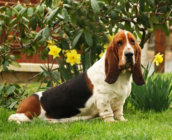 Homer du Haras de la Vergne | Basset Hound 