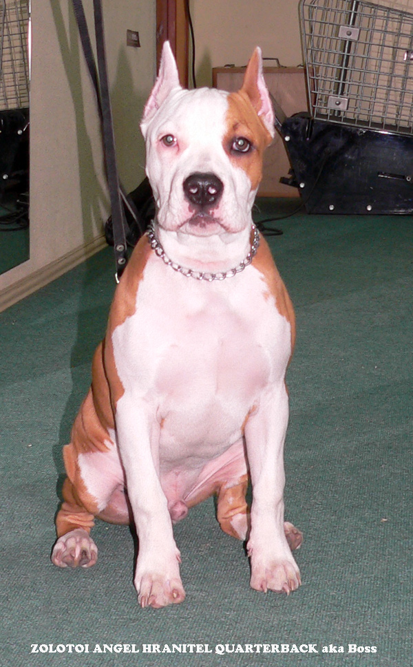 Zolotoi Angel Hranitel Quarterback | American Staffordshire Terrier 
