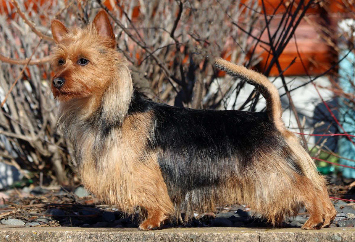 Dunham Lake Contender's Top Gun | Australian Terrier 