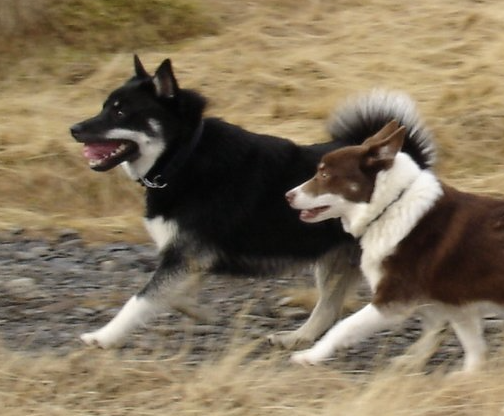 Þórdunu Surtur | Icelandic Sheepdog 