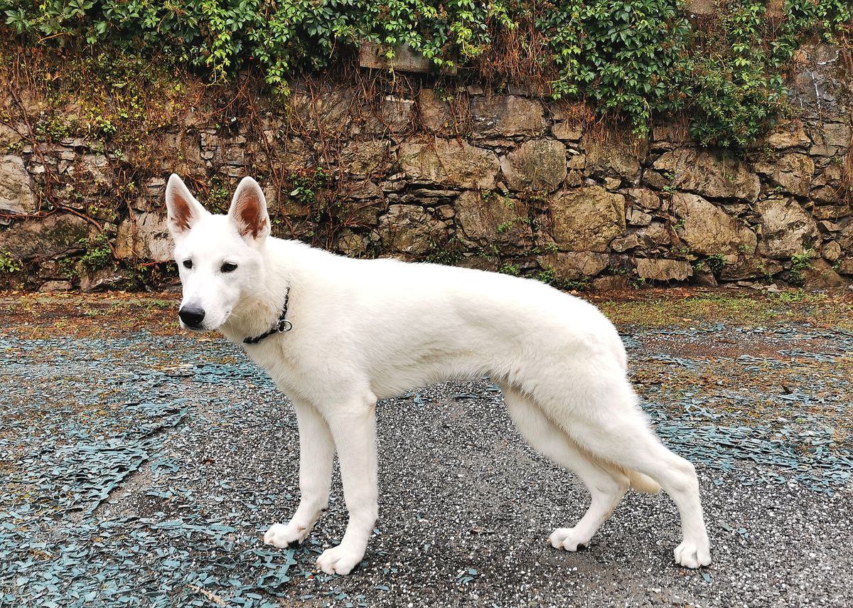 Zorro Vom House Savacium | White Swiss Shepherd Dog 