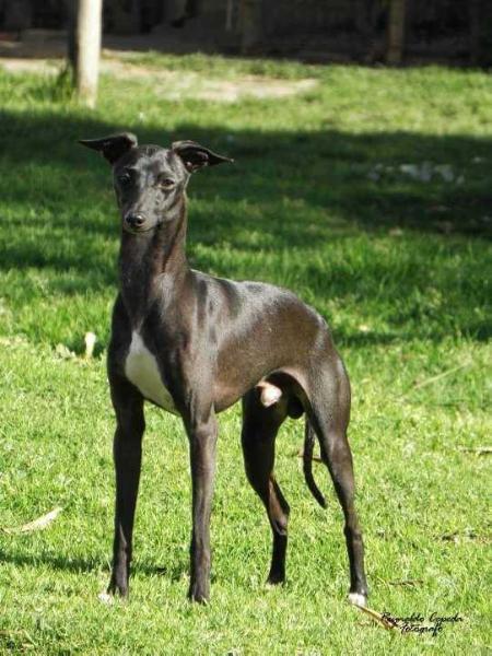 Borromeo's Reggio of Marchwind | Italian Greyhound 