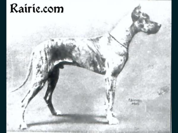 Toyom Bavaria-Frey | Great Dane 