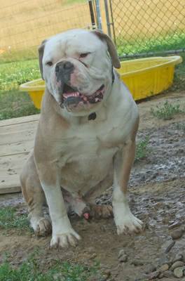 KRB's Lex Luther | Olde English Bulldogge 