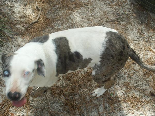 Panhead's Eclipse | Catahoula Leopard Dog 