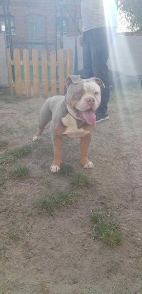 Born of Glory Bulls Danger | Olde English Bulldogge 