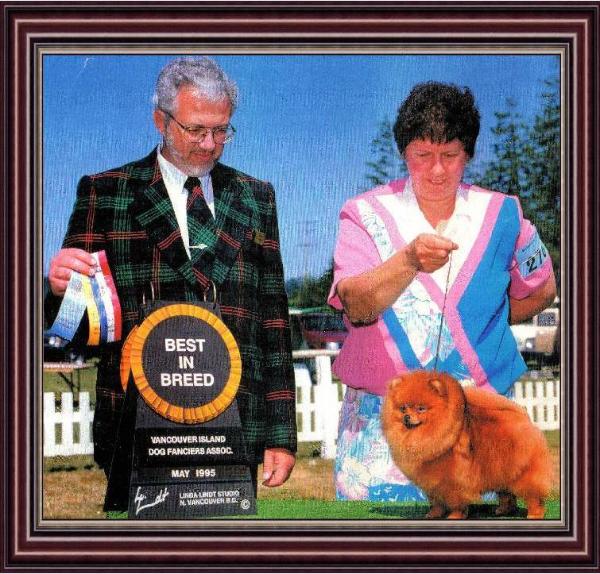 Cheyennes Shimmering Lights | Pomeranian 